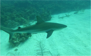 Buceo en Providencia- open water diver - buceo - scuba
