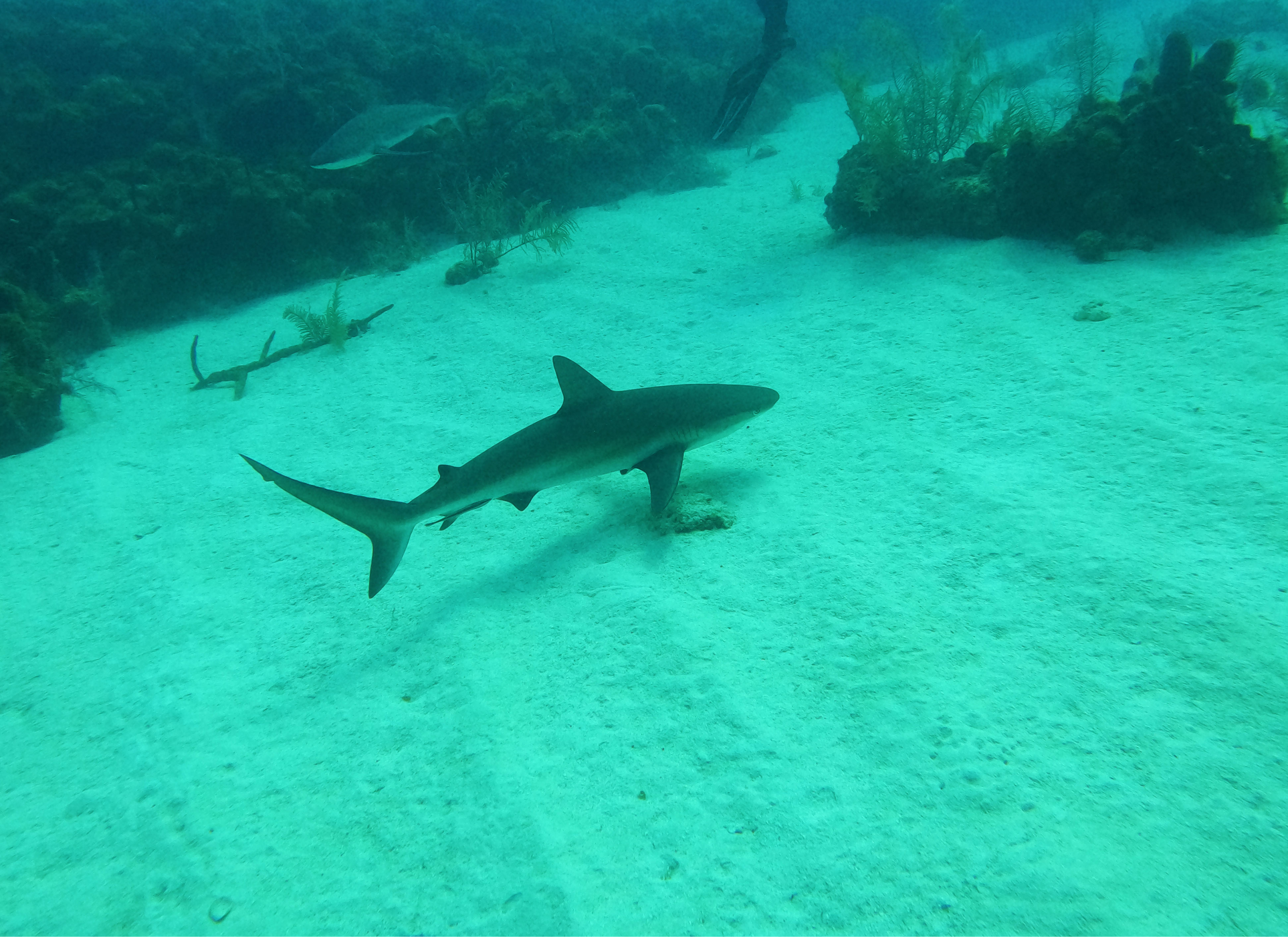 Boceo en Santa Marta - Cursos de buceo - viajes de buceo- Dive Center - open water diver - buceo Taganga - Providencia viajes de aventura de buceo