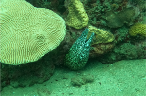 Boceo en Santa Marta - Cursos de buceo - viajes de buceo- Dive Center - open water diver