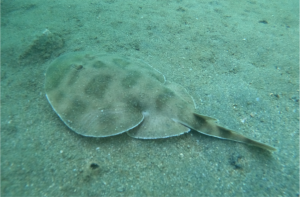 Boceo en Santa Marta - Cursos de buceo - viajes de buceo- Dive Center - open water diver