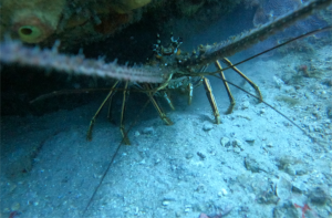 Boceo en Santa Marta - Cursos de buceo - viajes de buceo- Dive Center - open water diver