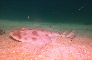 Boceo en Santa Marta - Cursos de buceo - viajes de buceo- Dive Center - open water diver
